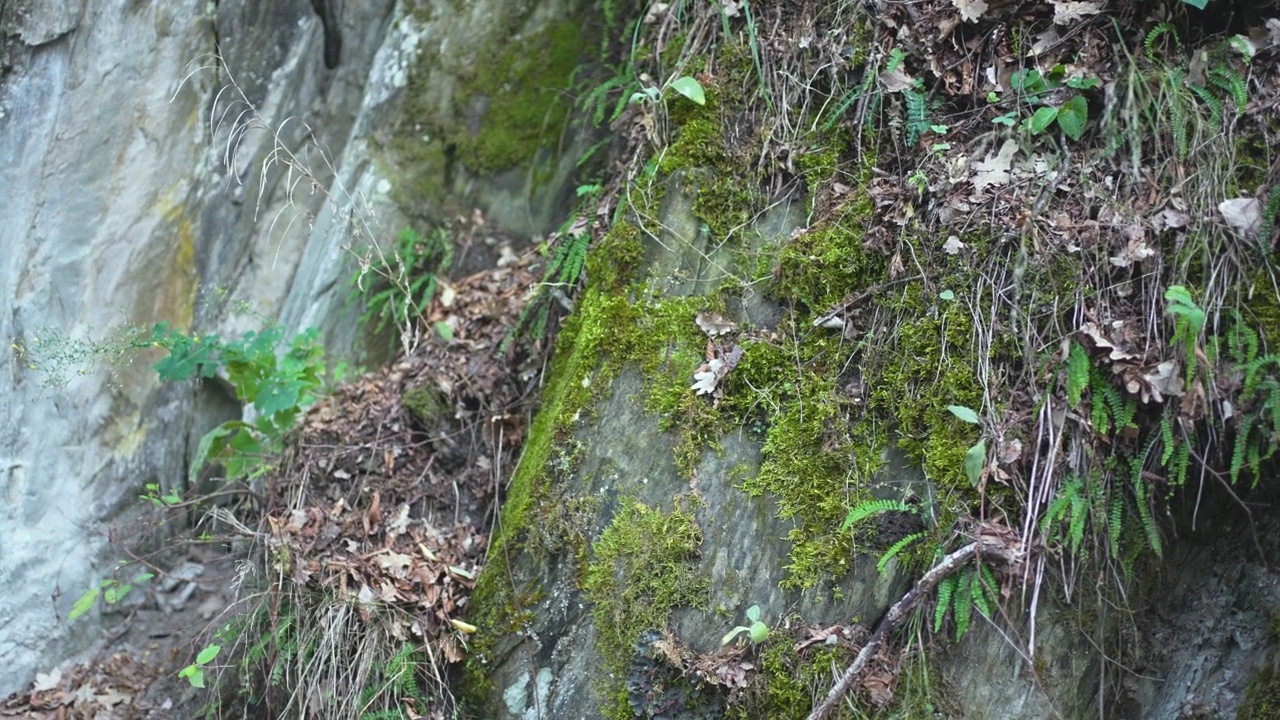 山坡上点缀着岩石附近的泥土，草和干根视频素材