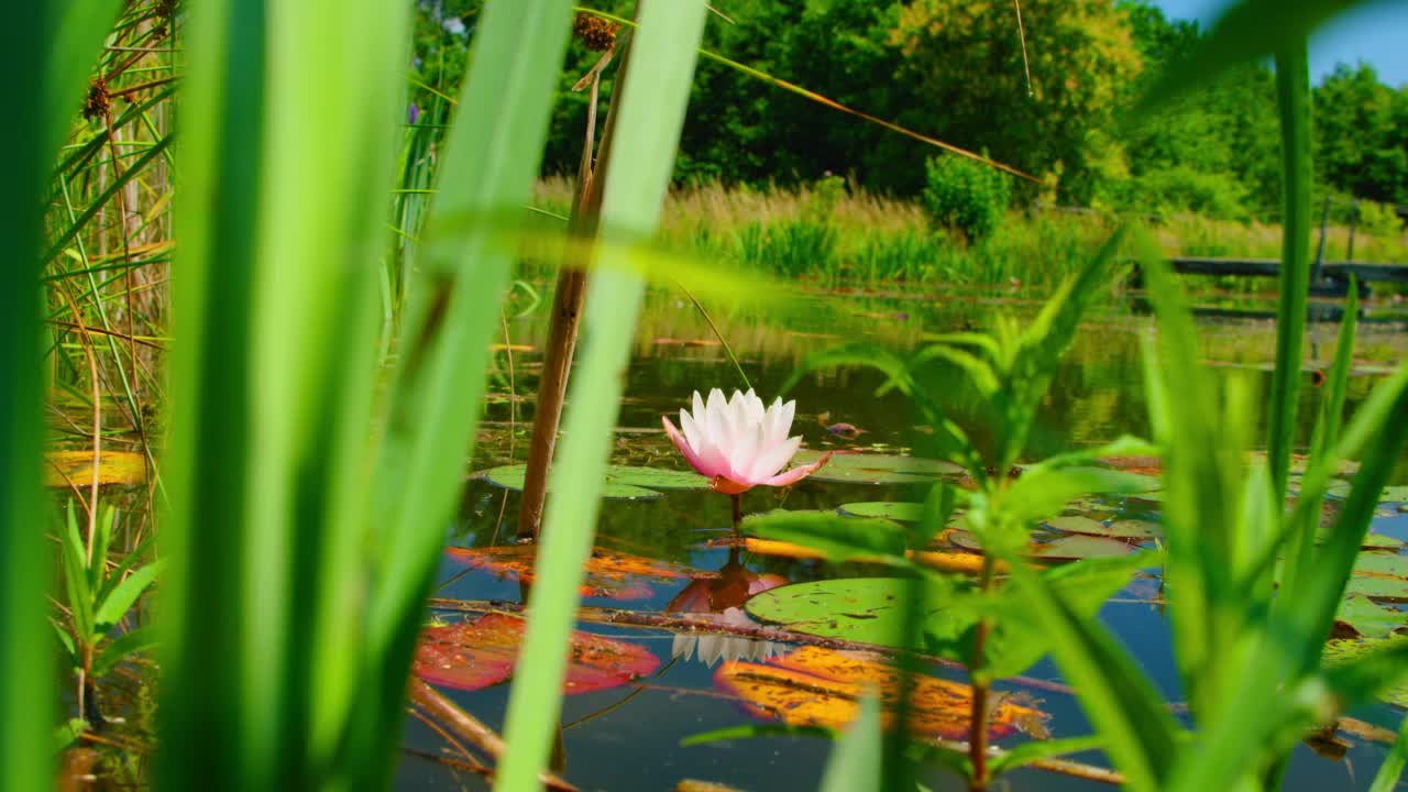 粉红色的荷花，睡莲在池塘里开放，睡莲盛开。特写，慢动作，手持。绿色的自然景观。前景是夏天的绿草。寂寞的花在湖中绽放。视频素材