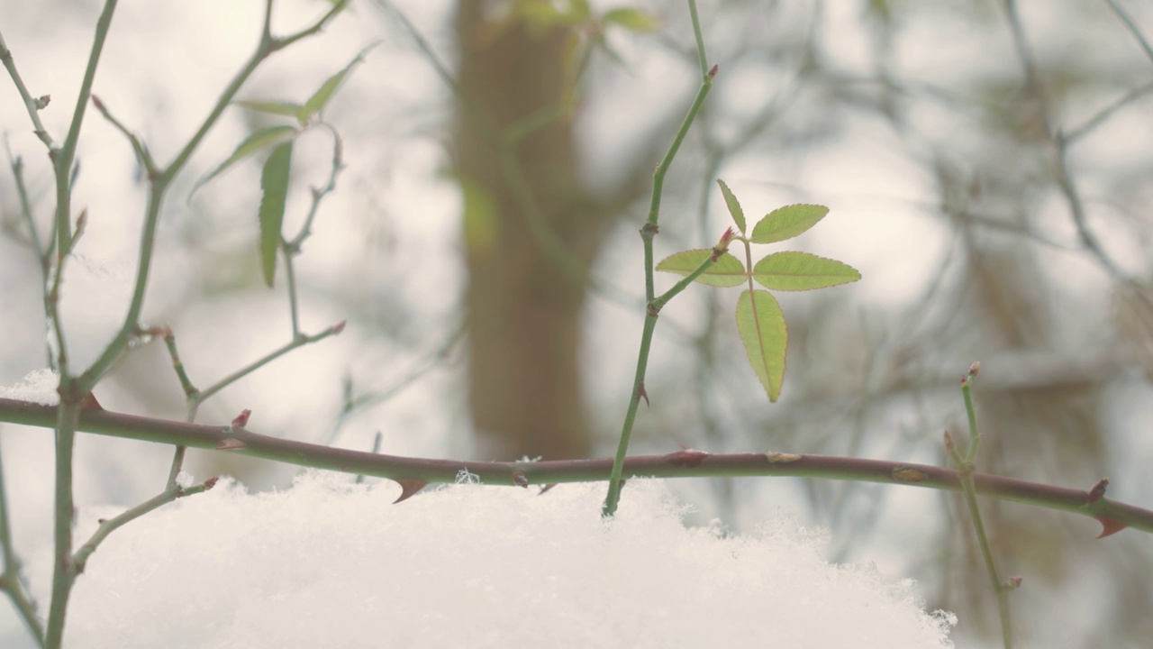 雪景中的森林视频素材