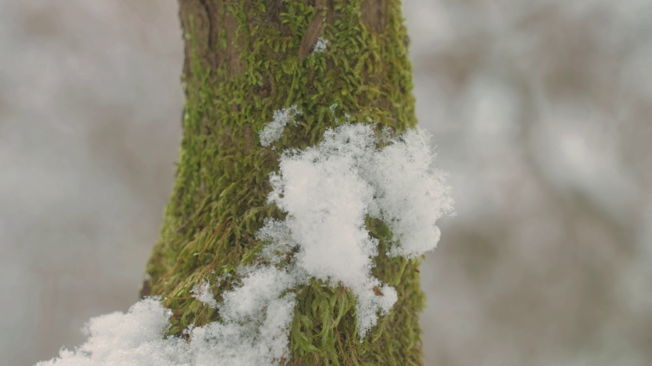 雪景中的森林视频素材