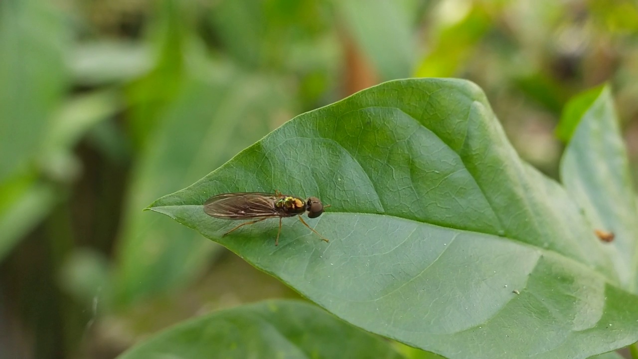 Lonchoptera lutea昆虫视频素材