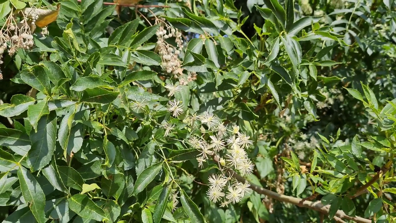 花园里的树上有美丽的叶子和花视频素材