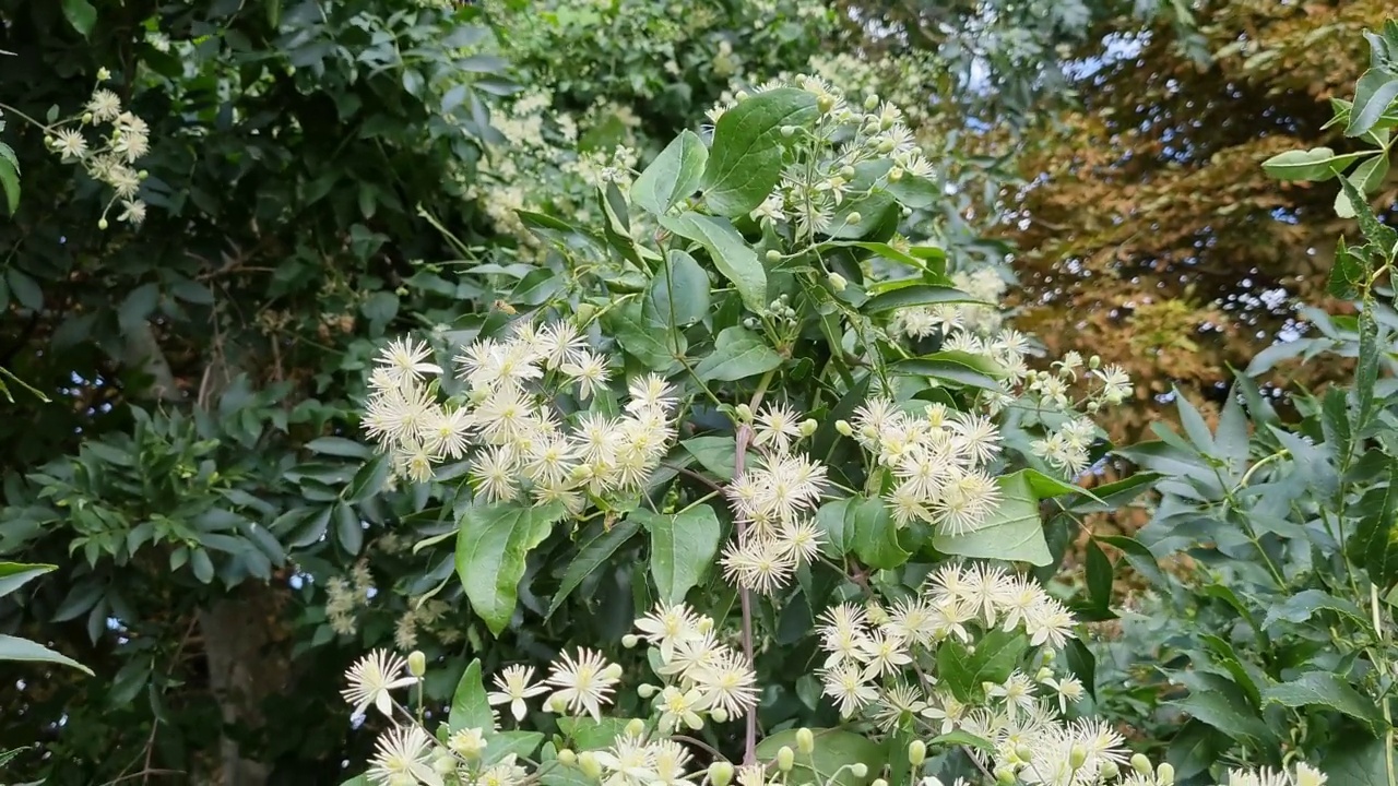 花园里的树上有美丽的叶子和花视频素材