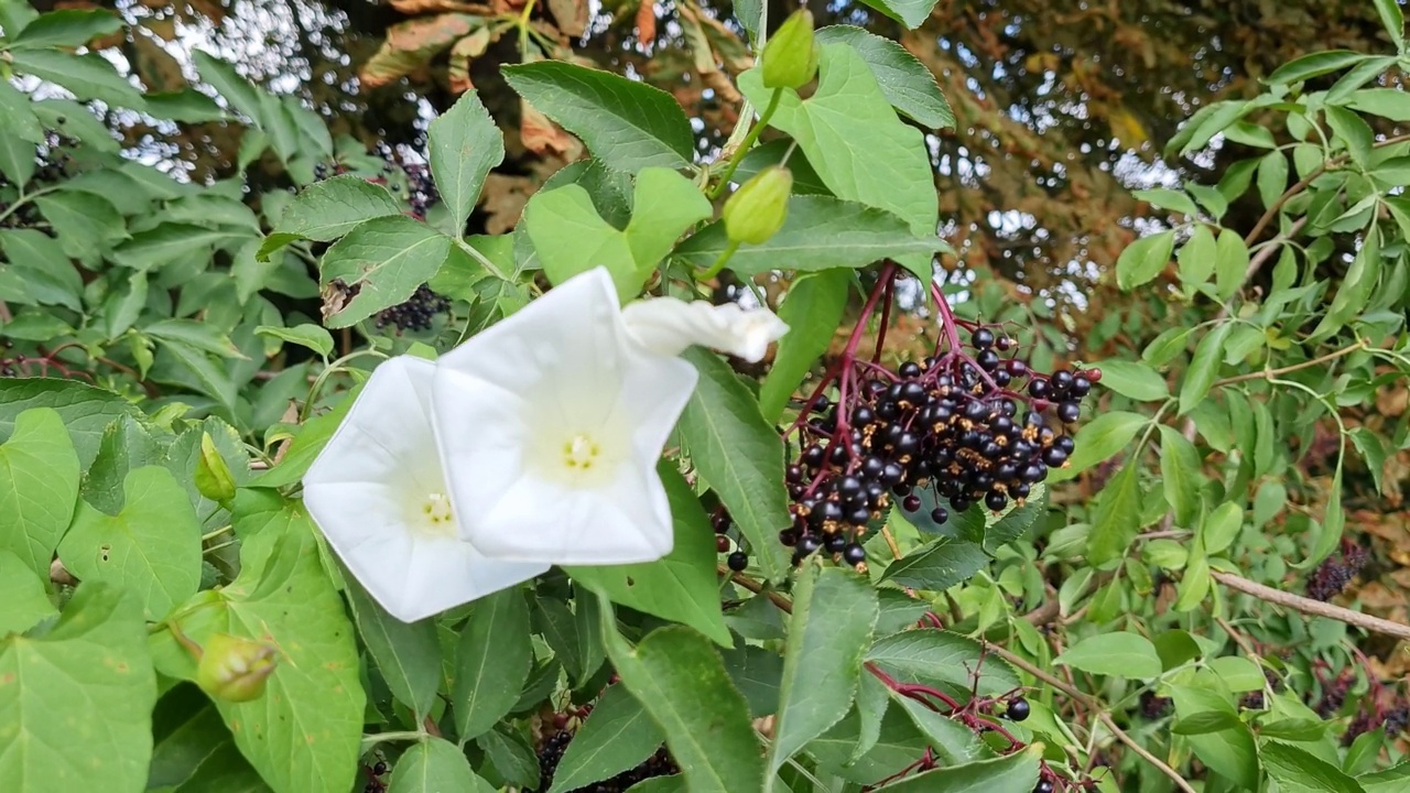 花园里的树上有美丽的叶子和花视频素材