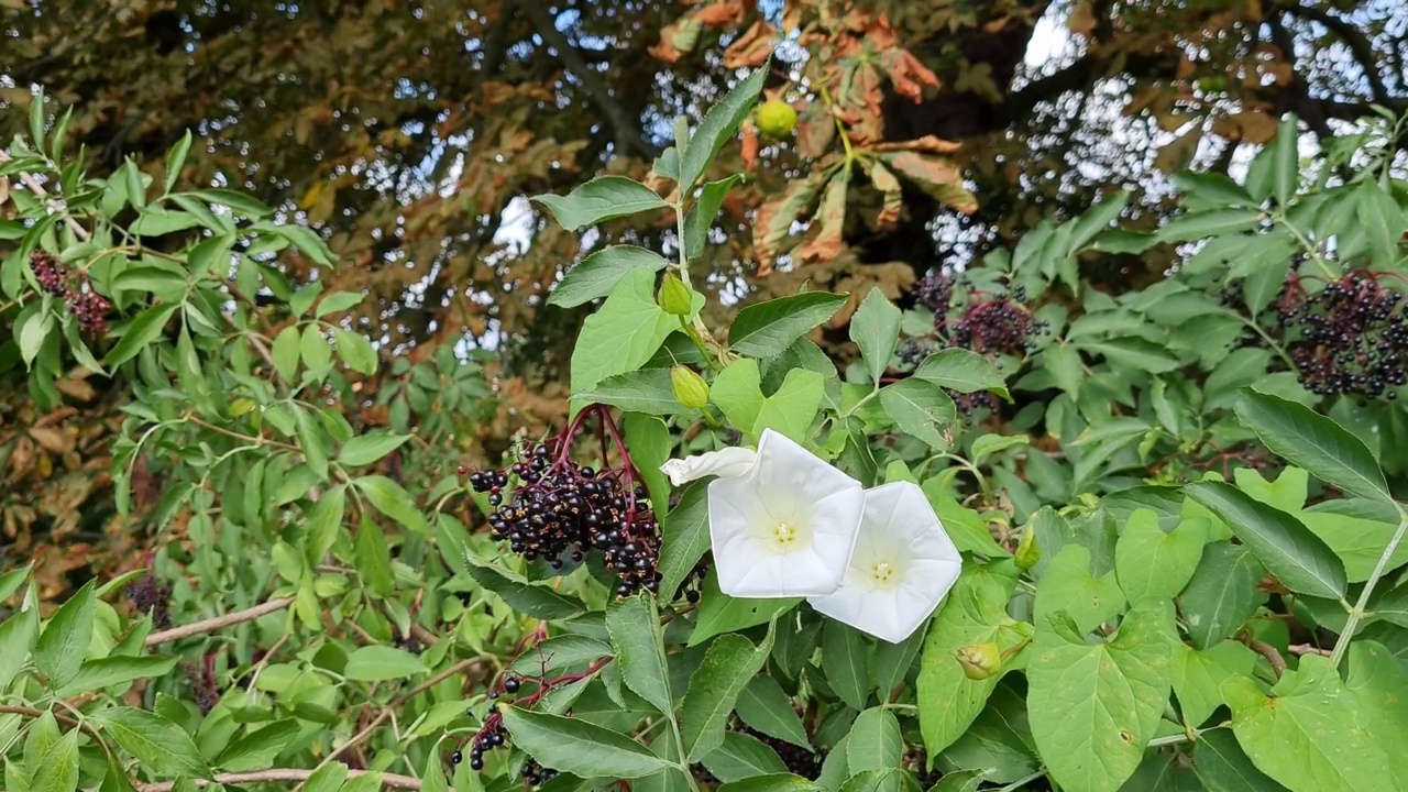 花园里的树上有美丽的叶子和花视频素材