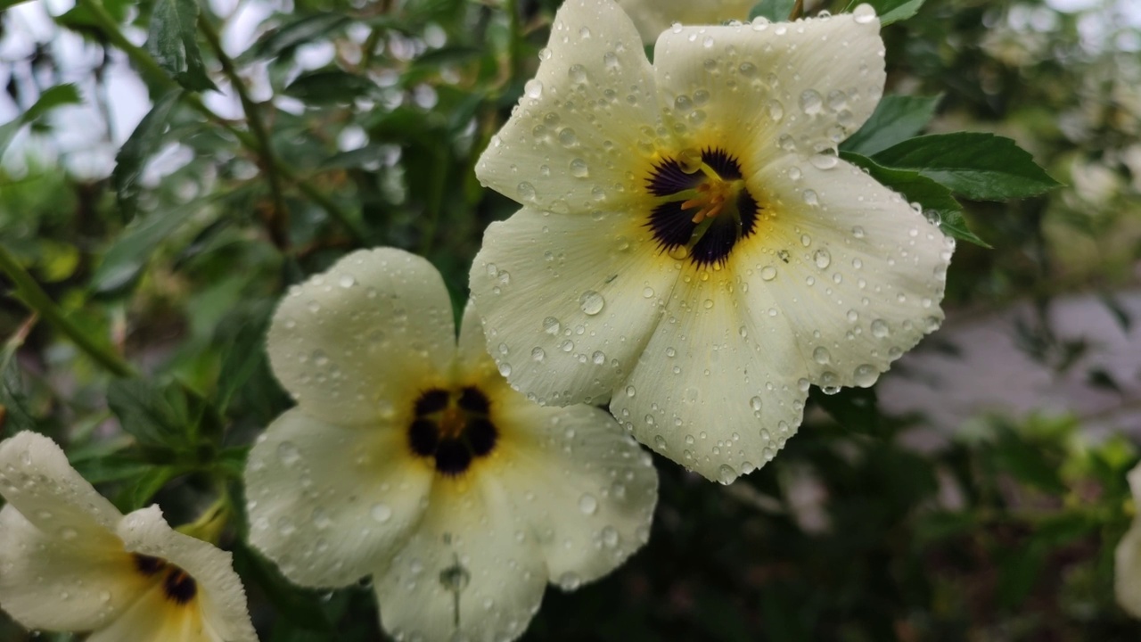 清晨的雨滴淋湿了花园里的花朵，雨季的凉意视频素材