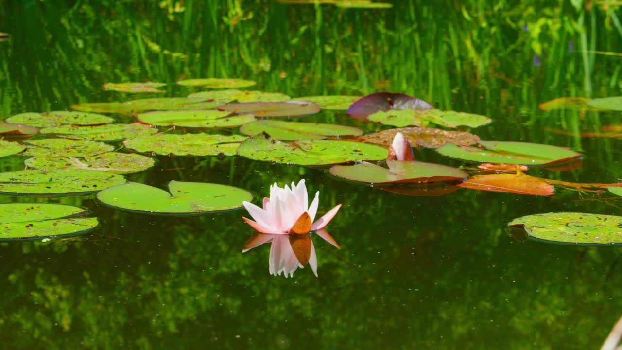 美丽的白粉色睡莲在阳光下自然绿色的背景下，野生森林。天然荷花在阳光明媚温暖的夏天，在池塘、湖泊、河水中含苞待放。4 k。视频素材