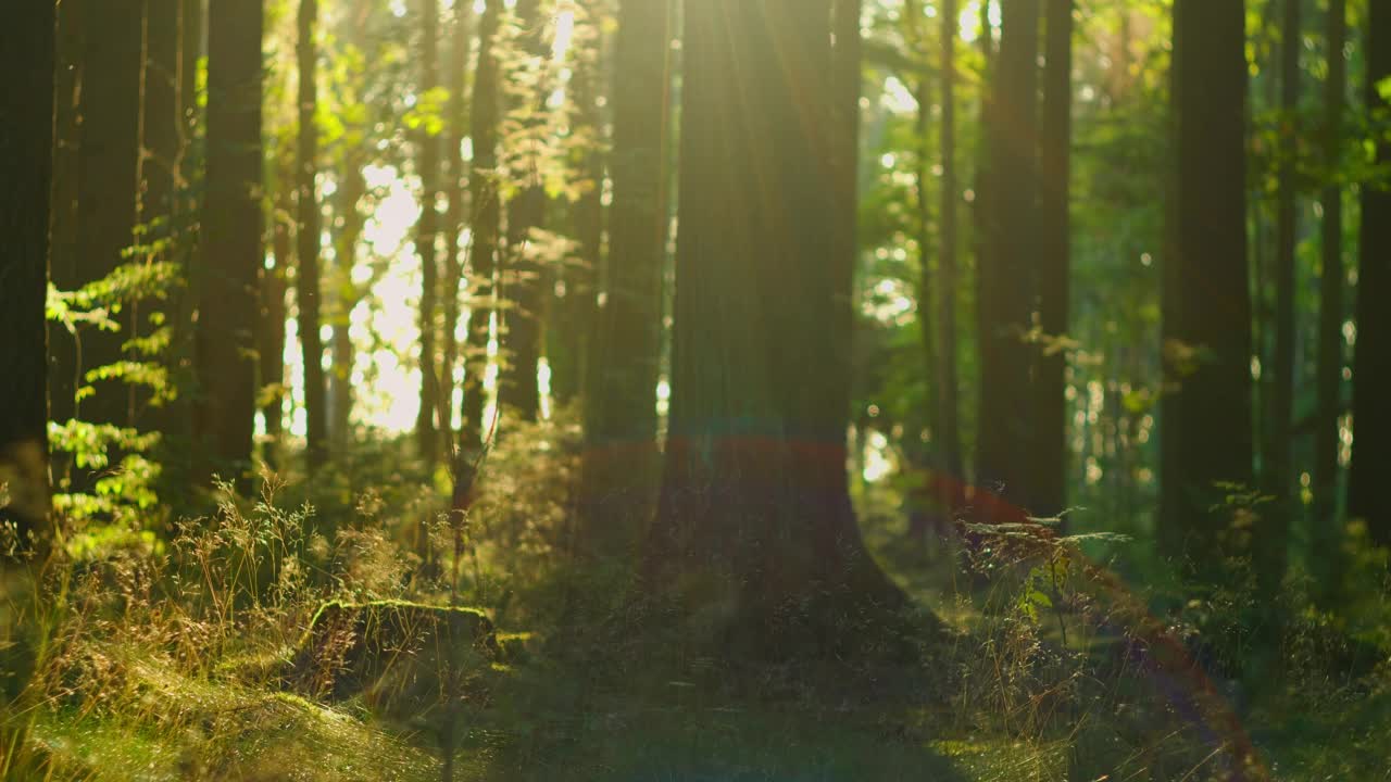 神奇的自然景观。阳光照射在生动的新鲜绿色针叶林，多利拍摄。昆虫飞到光里。镜头光晕，散景突破树干，滑块镜头。视频素材