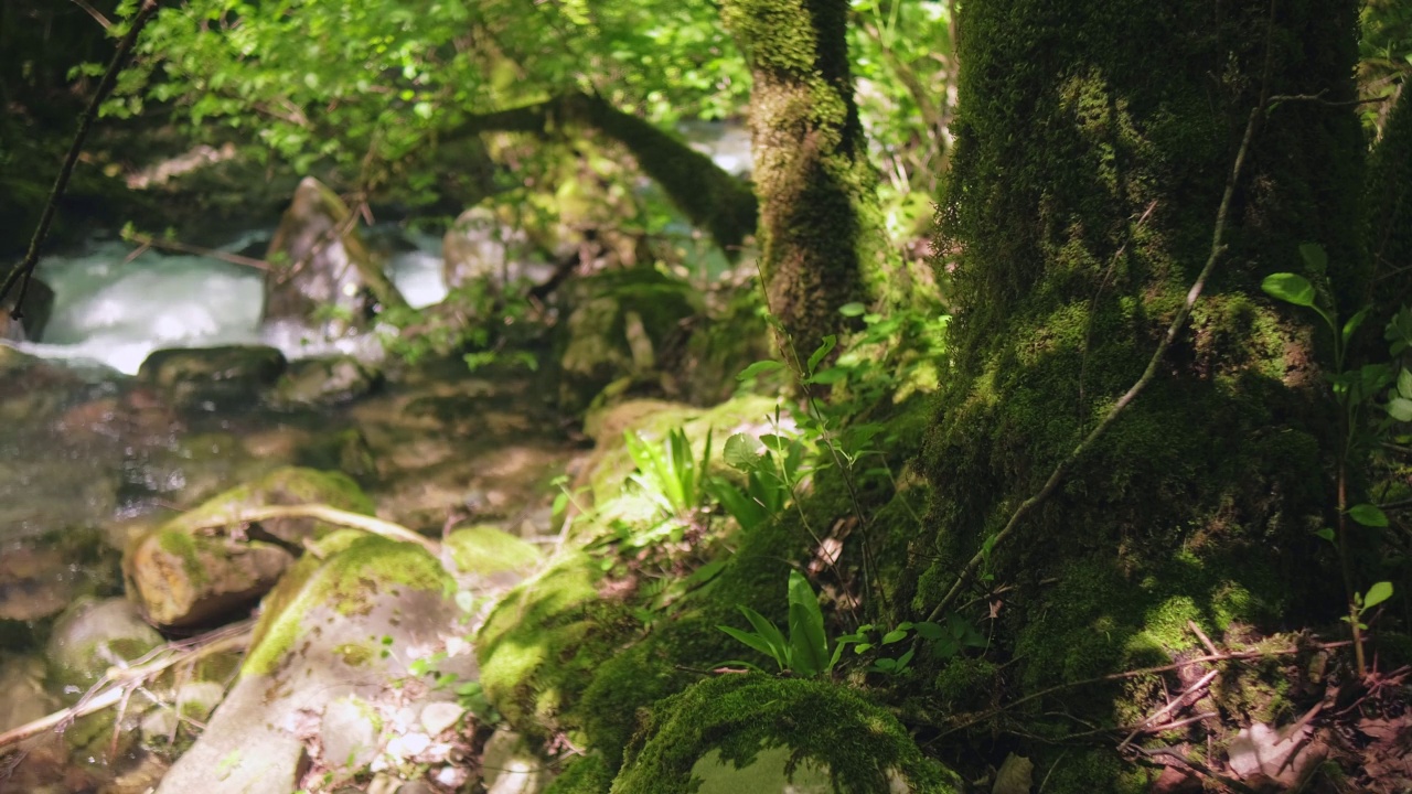 湍急的山河视频素材