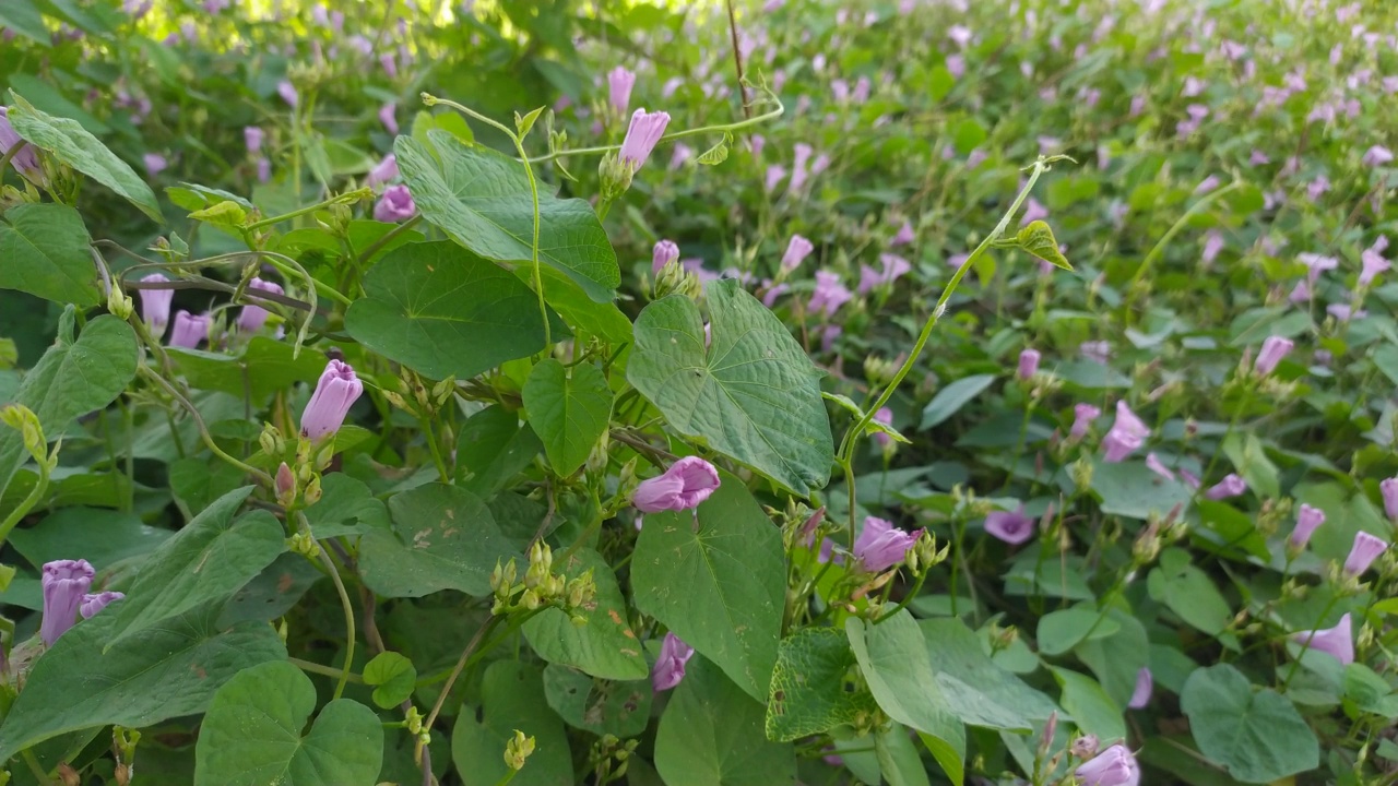 牵牛花的花视频素材