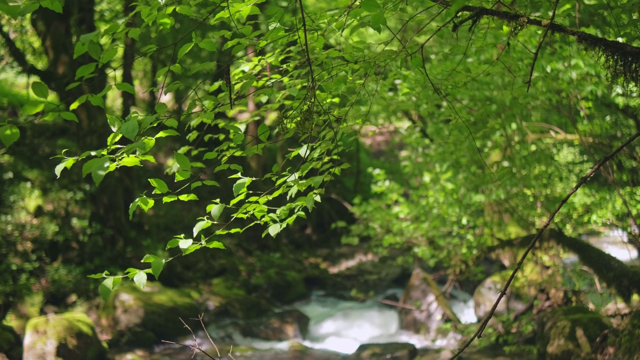 湍急的山河视频素材