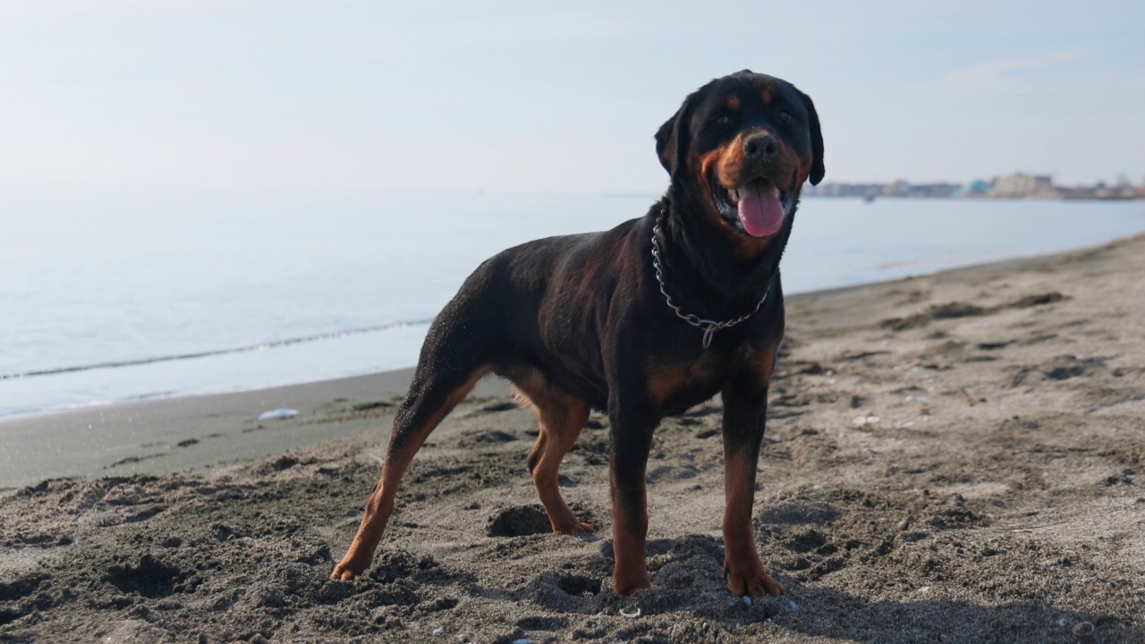 罗威纳犬坐在海滩上，背景是大海视频素材