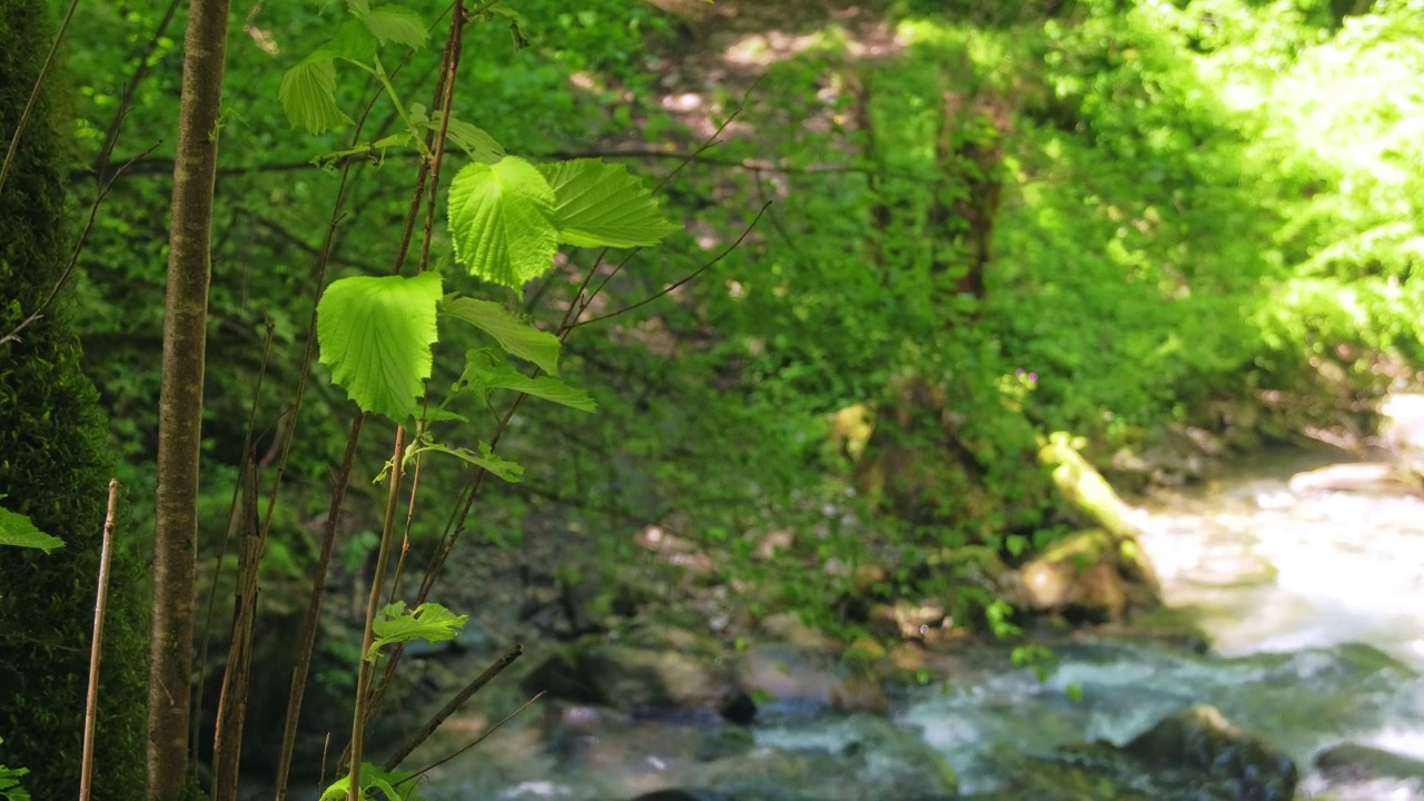 湍急的山河视频素材