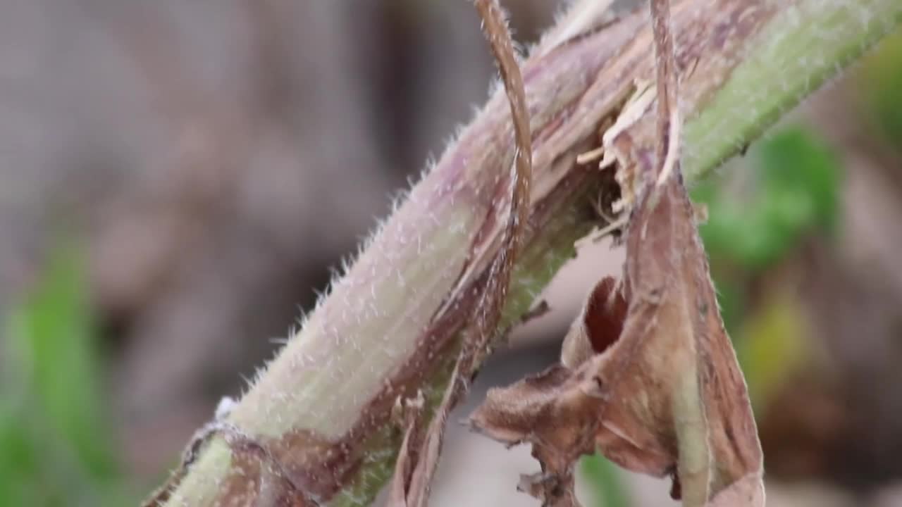 美丽的黄色向日葵展示了它的自然美丽，黄色的花瓣和生长的葵花籽，提供花蜜和花粉的昆虫，如蜜蜂和大黄蜂在夏天的干旱时间视频素材