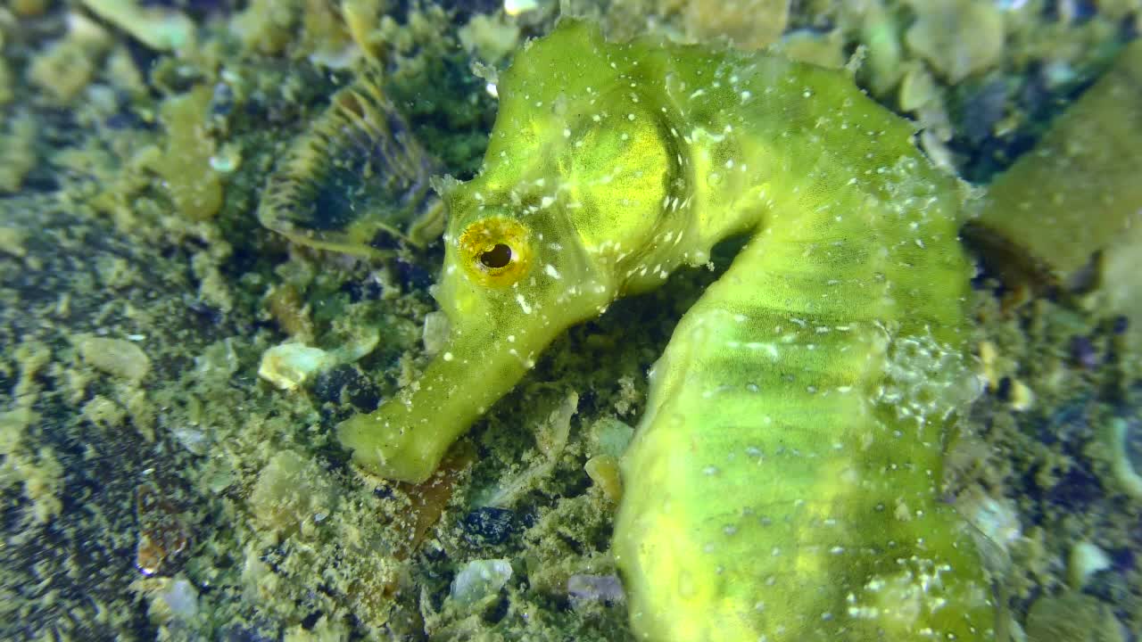 绿色的长鼻海马在海床的背景下。视频素材