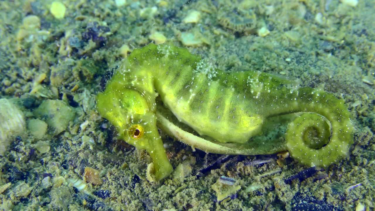 海底的翠绿色长鼻海马。视频素材