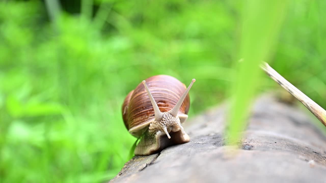 蜗牛伸出触角，沿着树干爬行视频素材