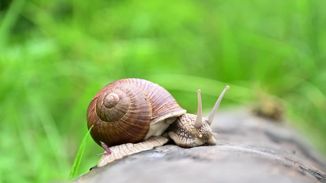 蜗牛伸出触角，沿着树干爬行视频素材