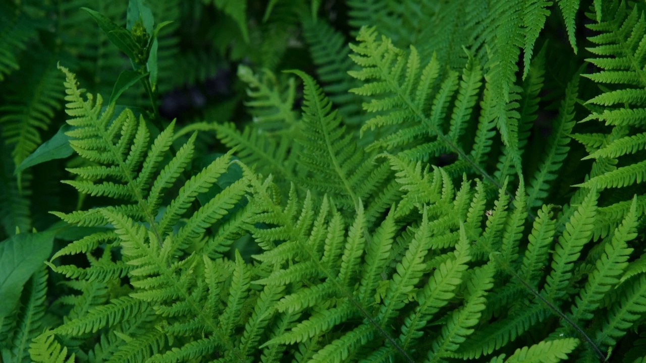 绿色蕨类植物的叶子在风中摇曳。夏季热带季节性森林植物。4K慢动作镜头。绿色环保的概念。视频素材