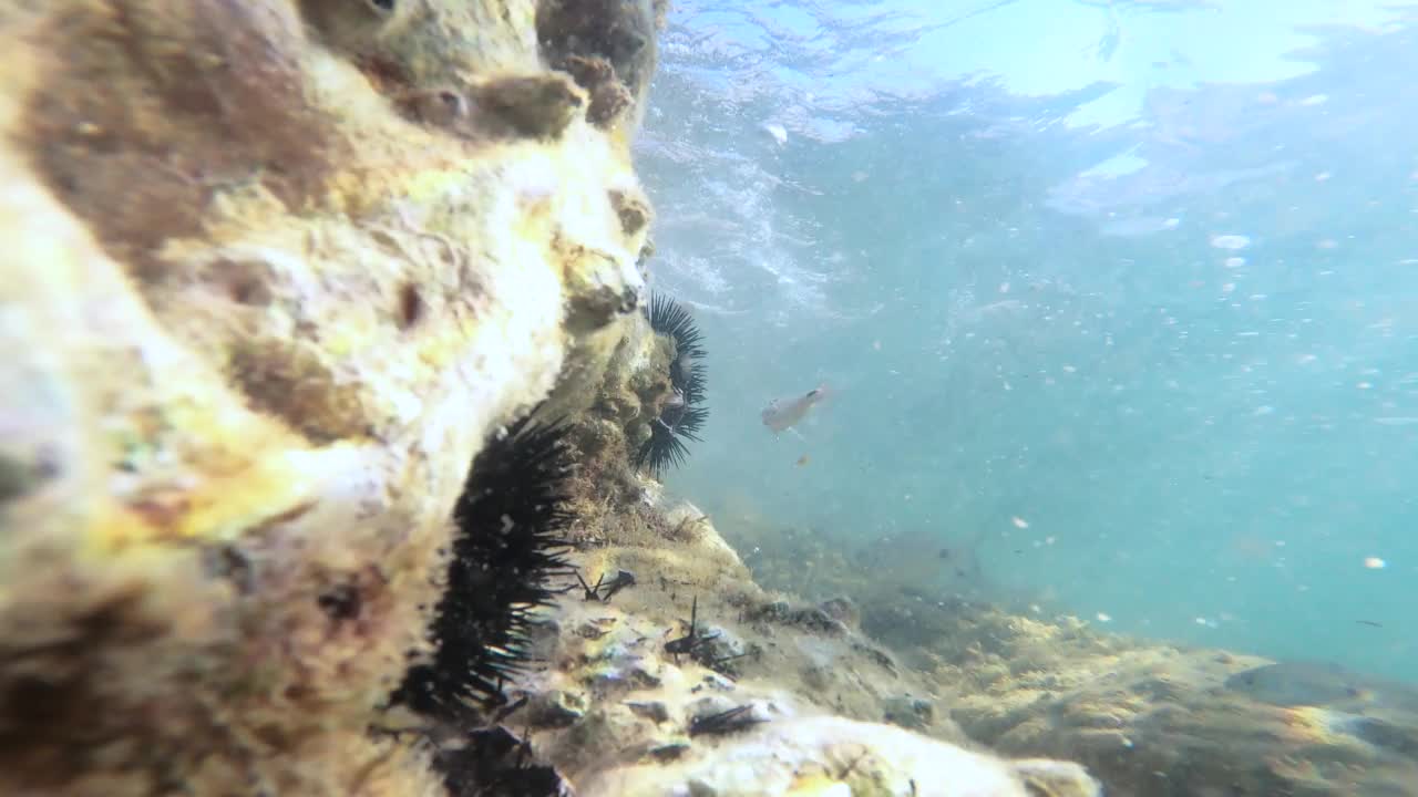 海洋生物视频素材