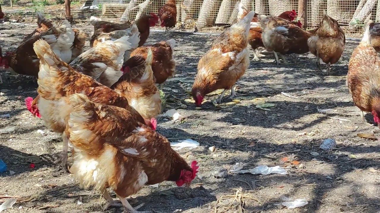 农场畜栏里的鸡在地上啄食视频下载