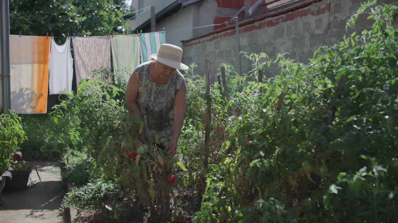 一位妇女在自家花园里采摘自家种的西红柿视频素材