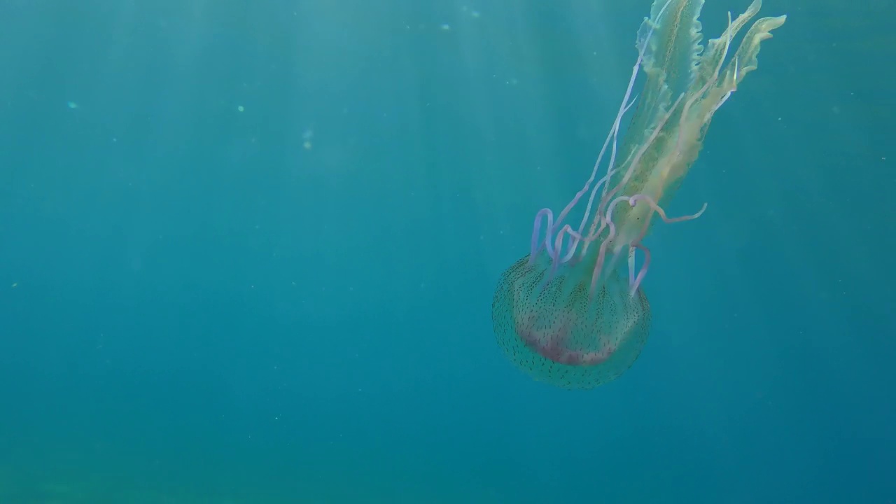 水母浮在水柱上。视频素材