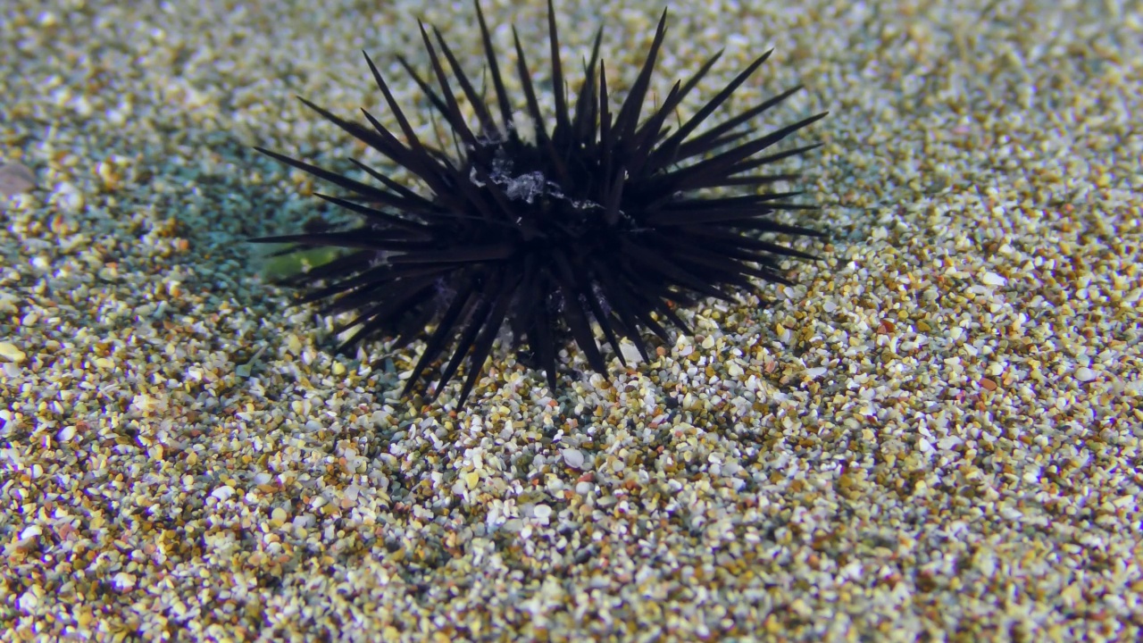 沙地底部的黑海海胆。视频素材