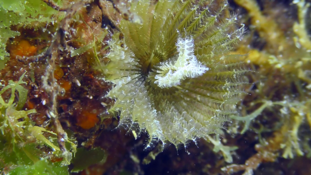 海底的孔雀虫。视频素材