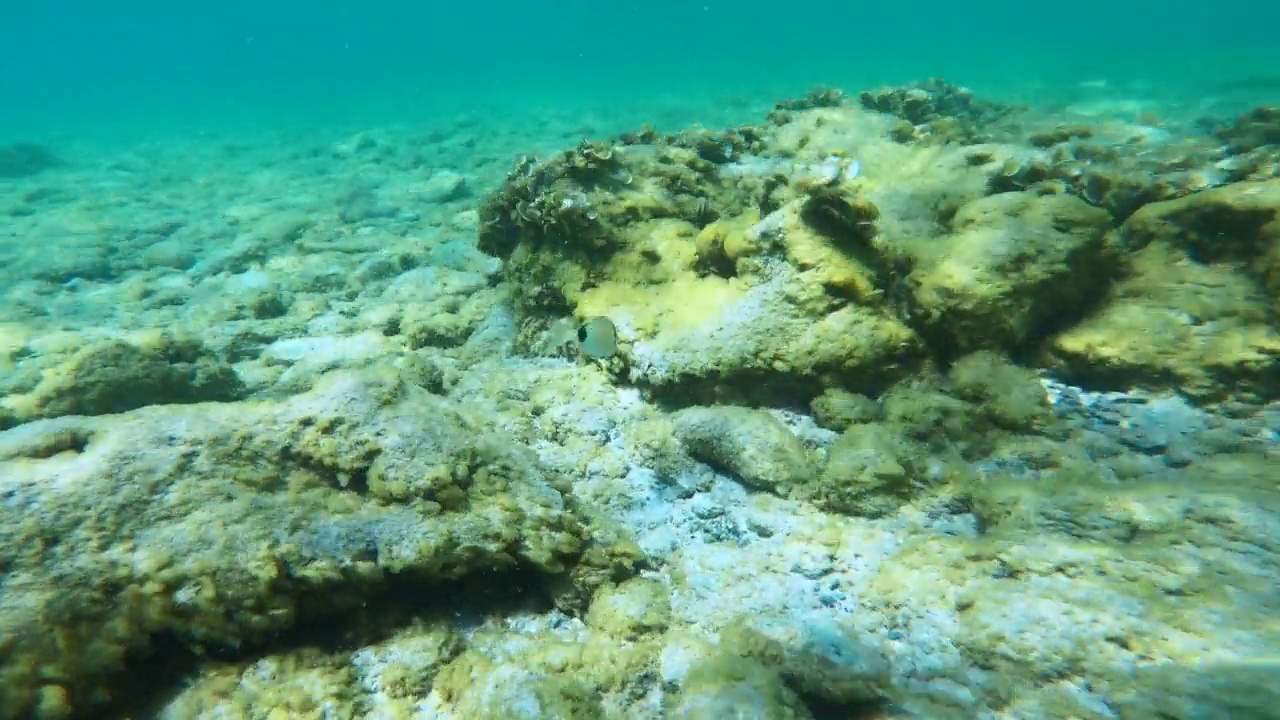 海洋生物视频素材