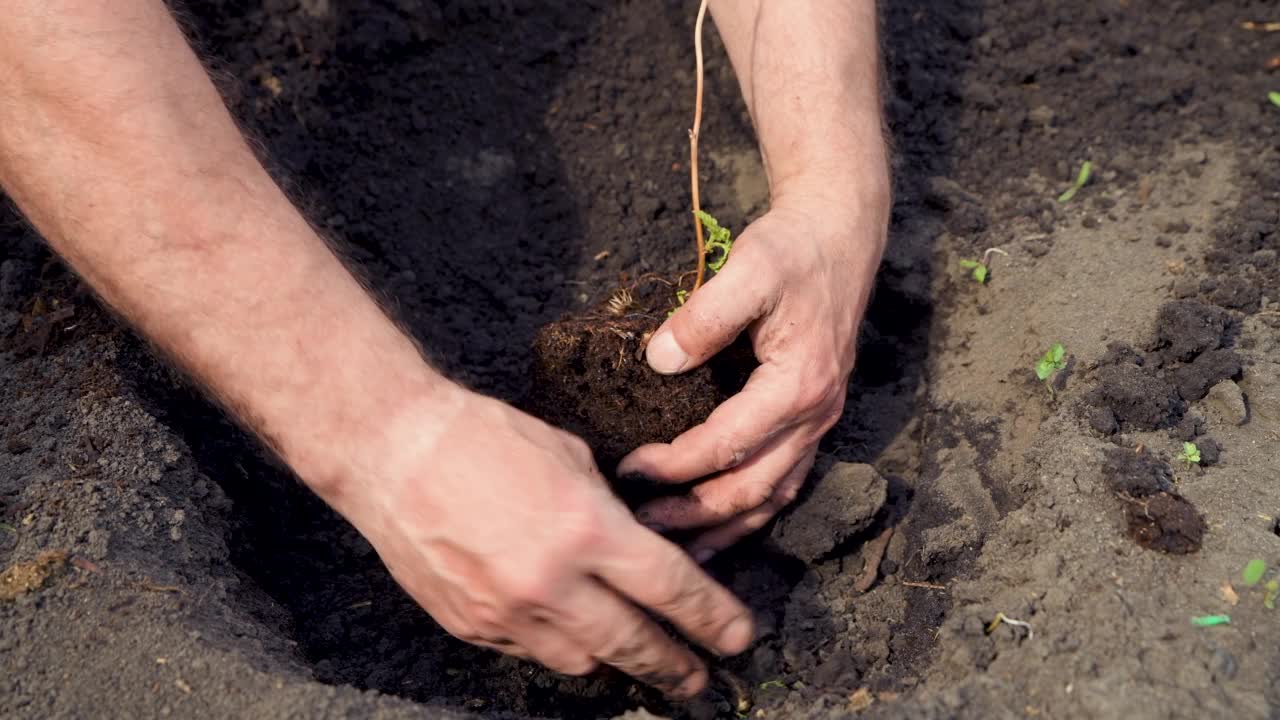 人们在开阔的土地上种植覆盆子幼苗。视频素材