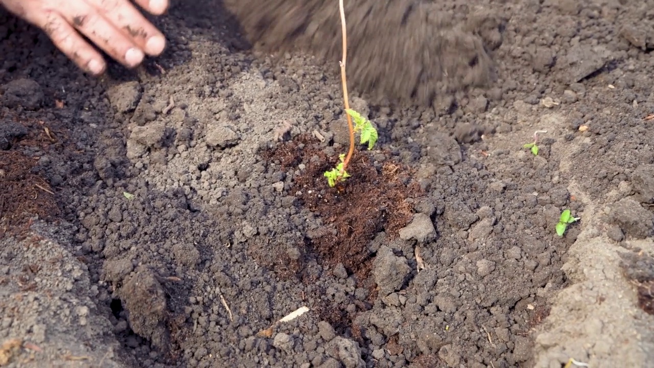 人们在开阔的土地上种植覆盆子幼苗。视频素材