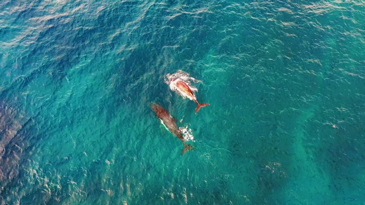 从空中向下拍摄的鲸鱼在海上游泳时吹水——澳大利亚埃克斯茅斯视频素材