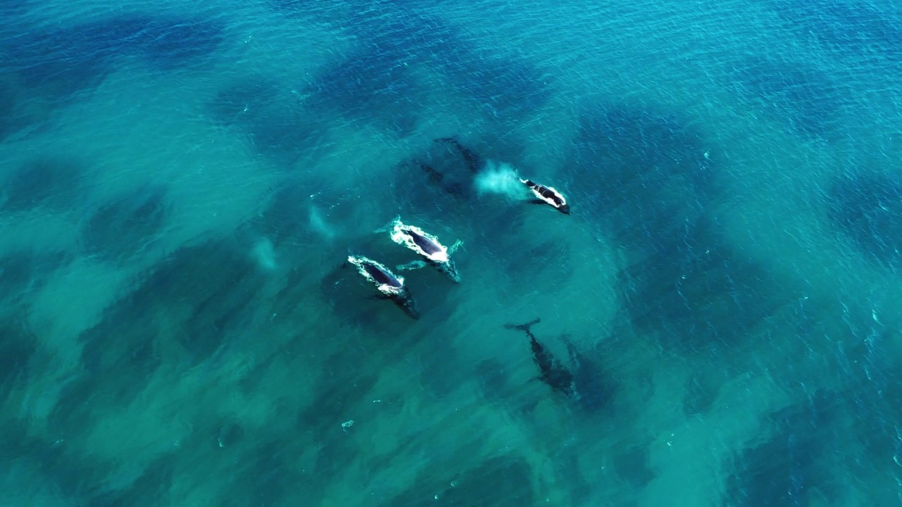 从空中向上拍摄的鲸鱼在海洋中游泳时喷水——澳大利亚埃克斯茅斯视频素材