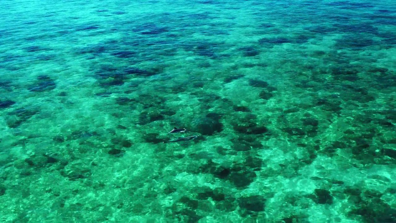 在阳光明媚的日子里，海豚在海底游泳的空中摇拍-埃克斯茅斯，澳大利亚视频素材