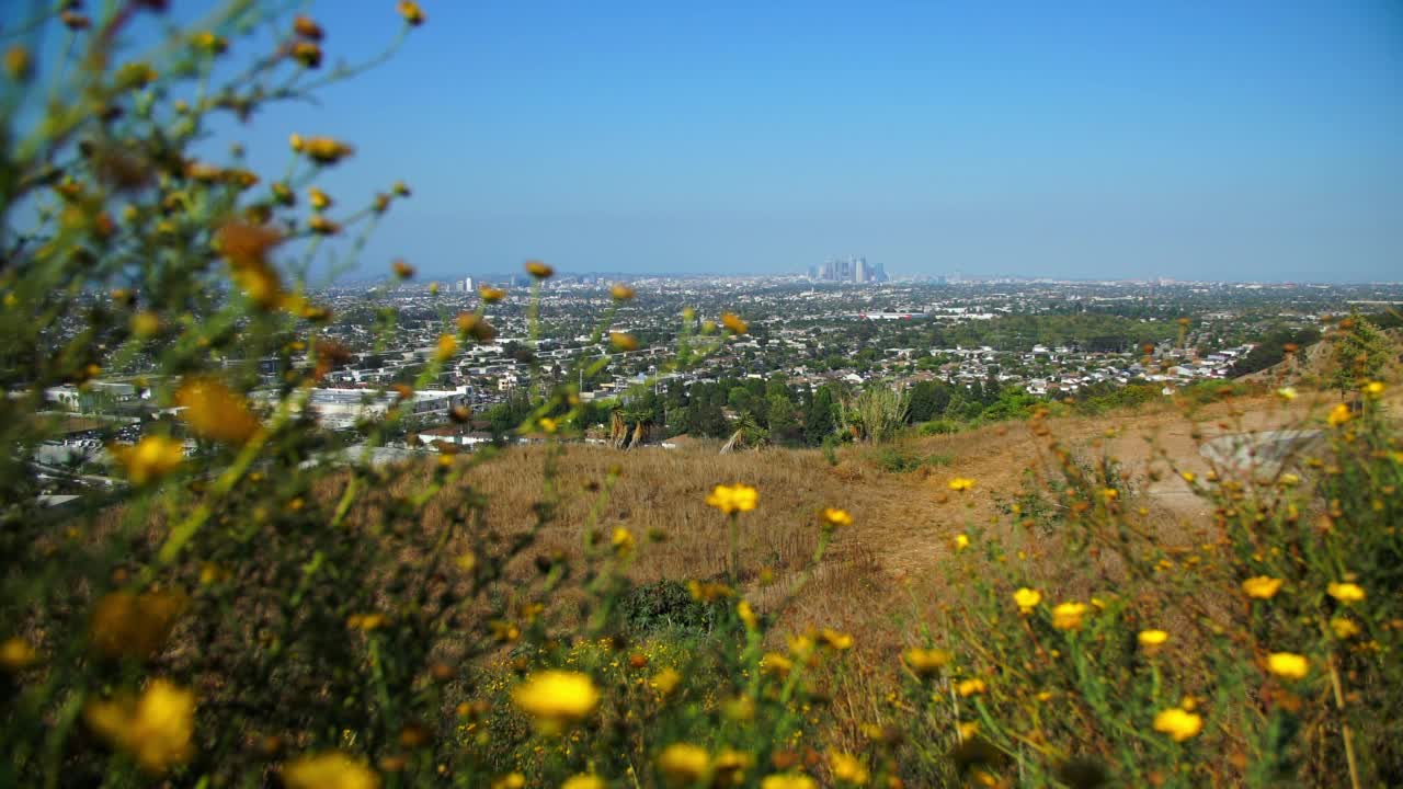 在晴朗的天空下，住宅城市在山上拍摄的鲜花-加利福尼亚州圣莫尼卡视频素材