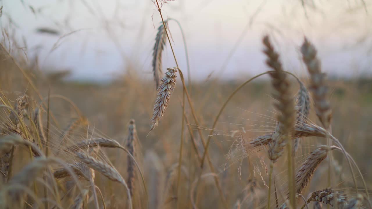 农业麦田在夕阳接近视频素材