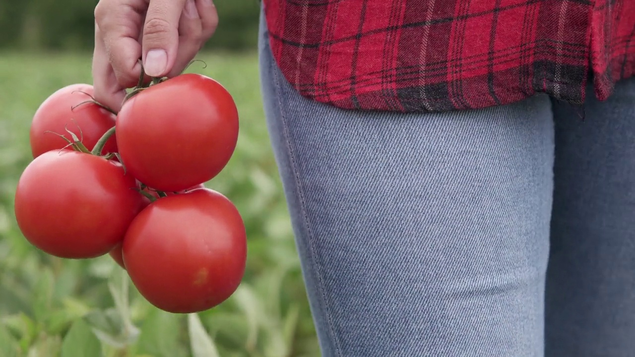 农夫手里拿着新鲜芳香的红番茄。农场上的有机蔬菜，耕作理念。视频素材