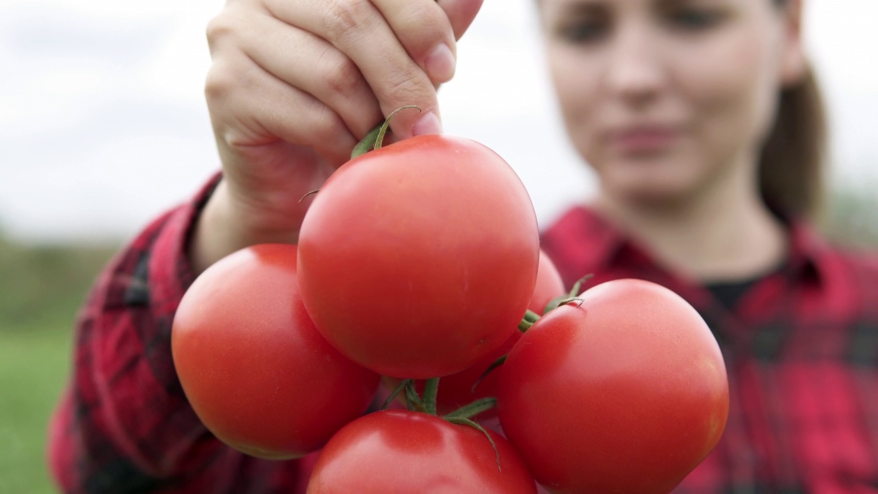 农夫手里拿着新鲜芳香的红番茄。农场上的有机蔬菜，耕作理念。视频素材