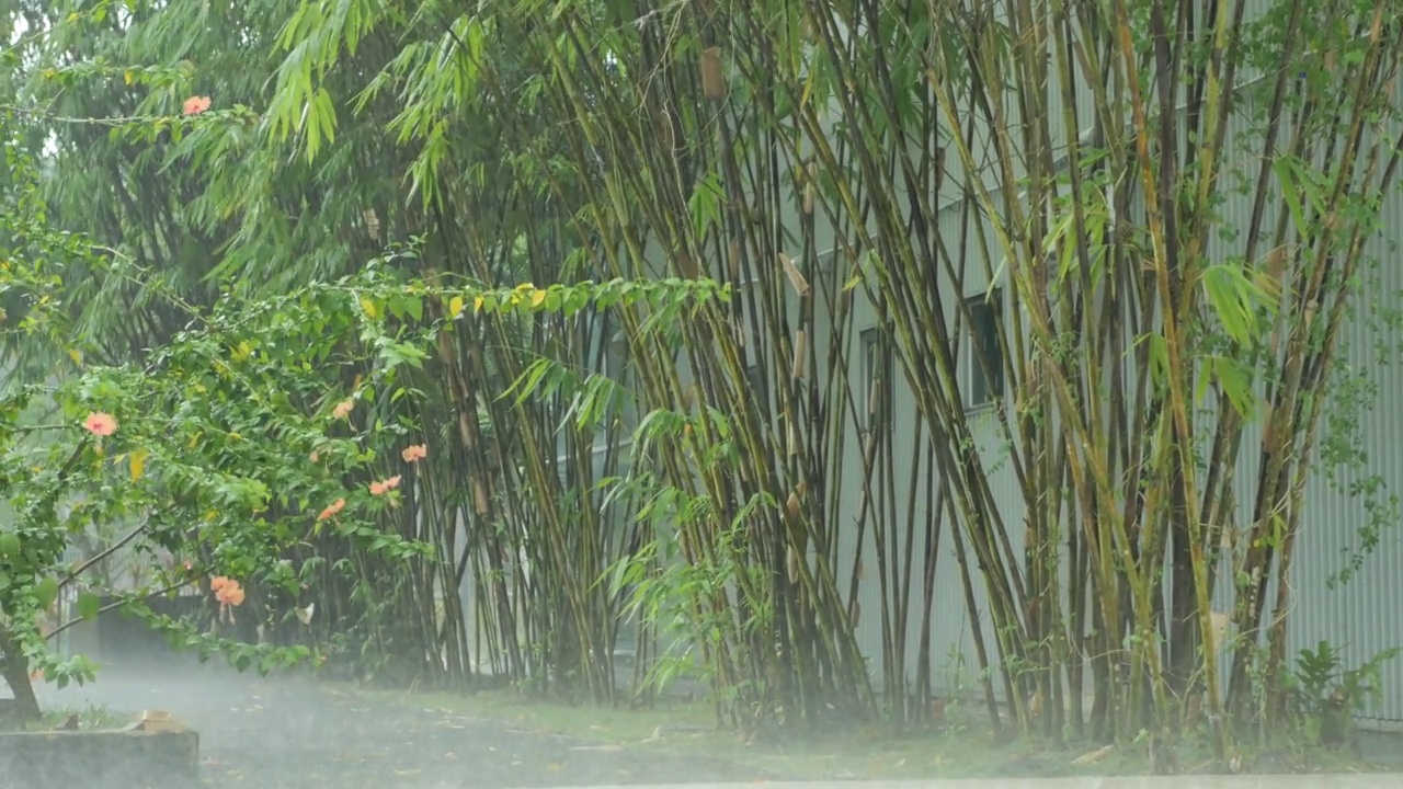 森林树枝上的雨天，视频素材