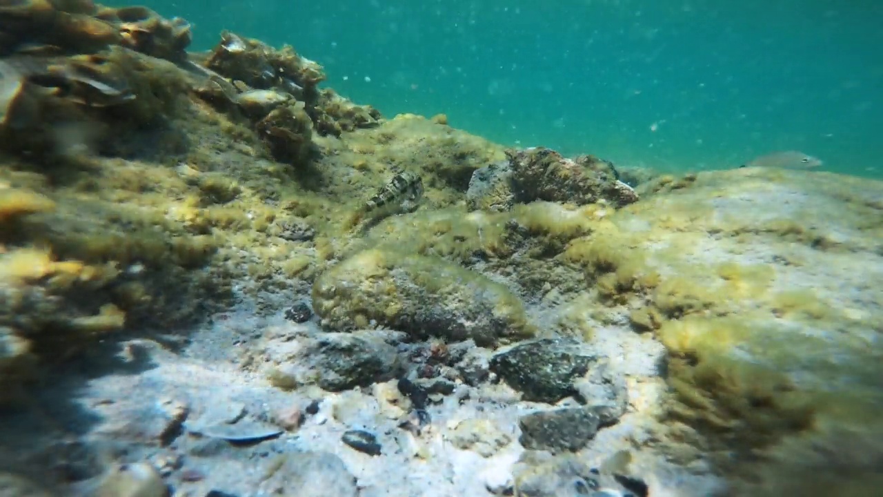 海洋生物视频素材