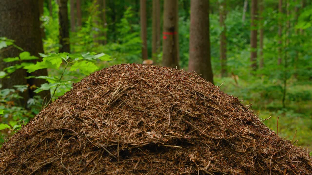 野生的蚂蚁生活在森林里的蚁堆里。人群密集的地方,蚁窝。生态系统。自然与动物的统一。环境保护。鸟窝里到处都是昆虫，特写镜头。视频素材