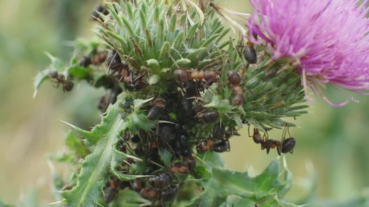 在Carduus上放牧蚜虫的蚂蚁视频下载
