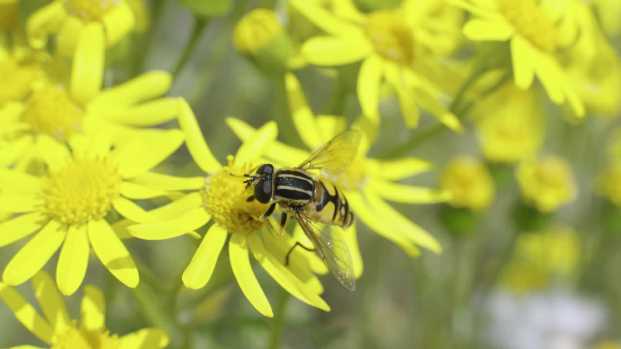 食蚜蝇飞在黄草花上视频下载
