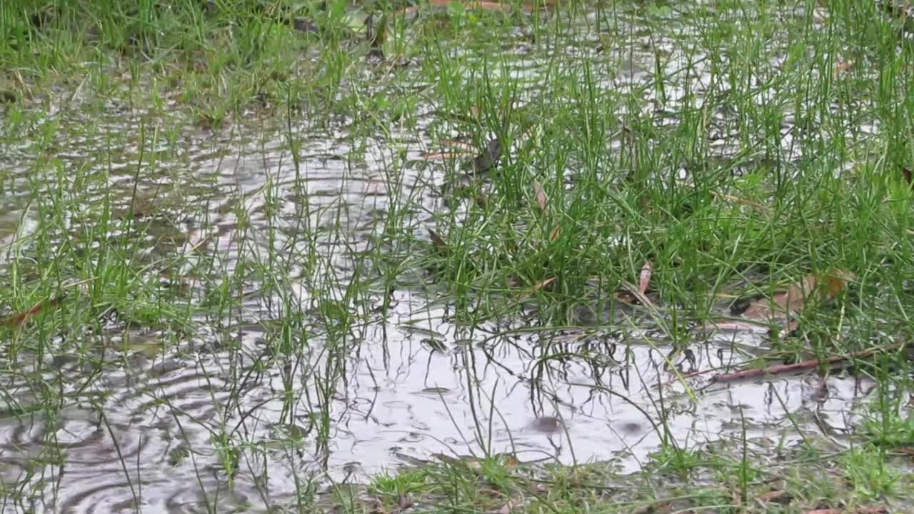 雨水在草地上形成水坑视频素材