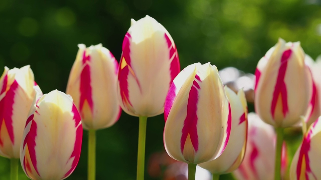 花园中红色条纹白色郁金香盛开的特写。五彩缤纷的花朵郁金香在春天的花园里视频素材