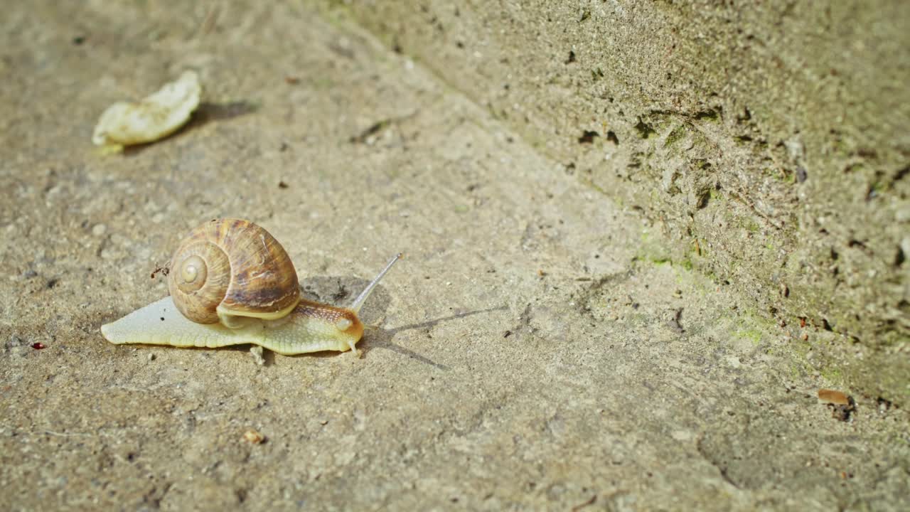 野生自然。蜗牛在柏油路上爬行。视频素材