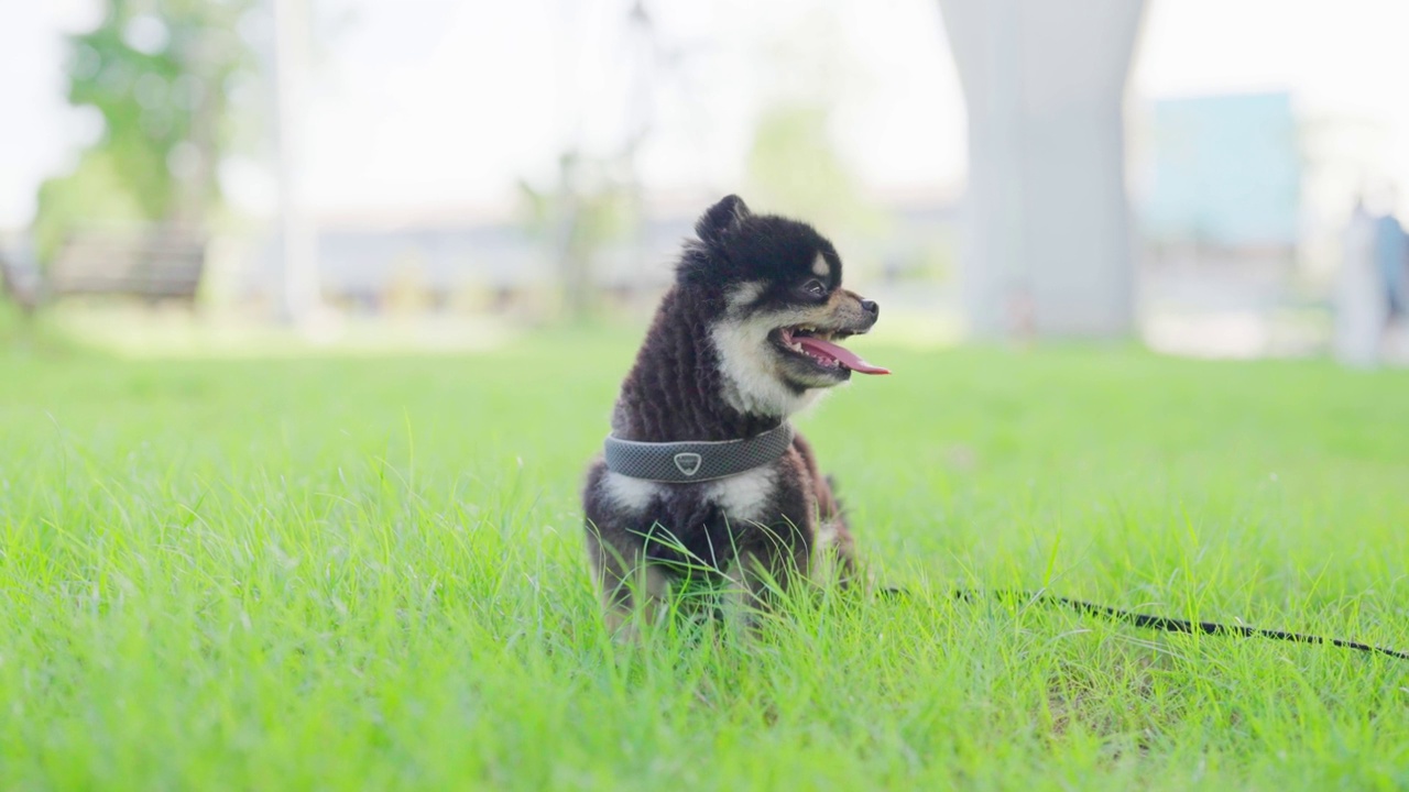 黑色的博美犬和主人坐在公园的草地上休息。宠物情人的概念视频素材