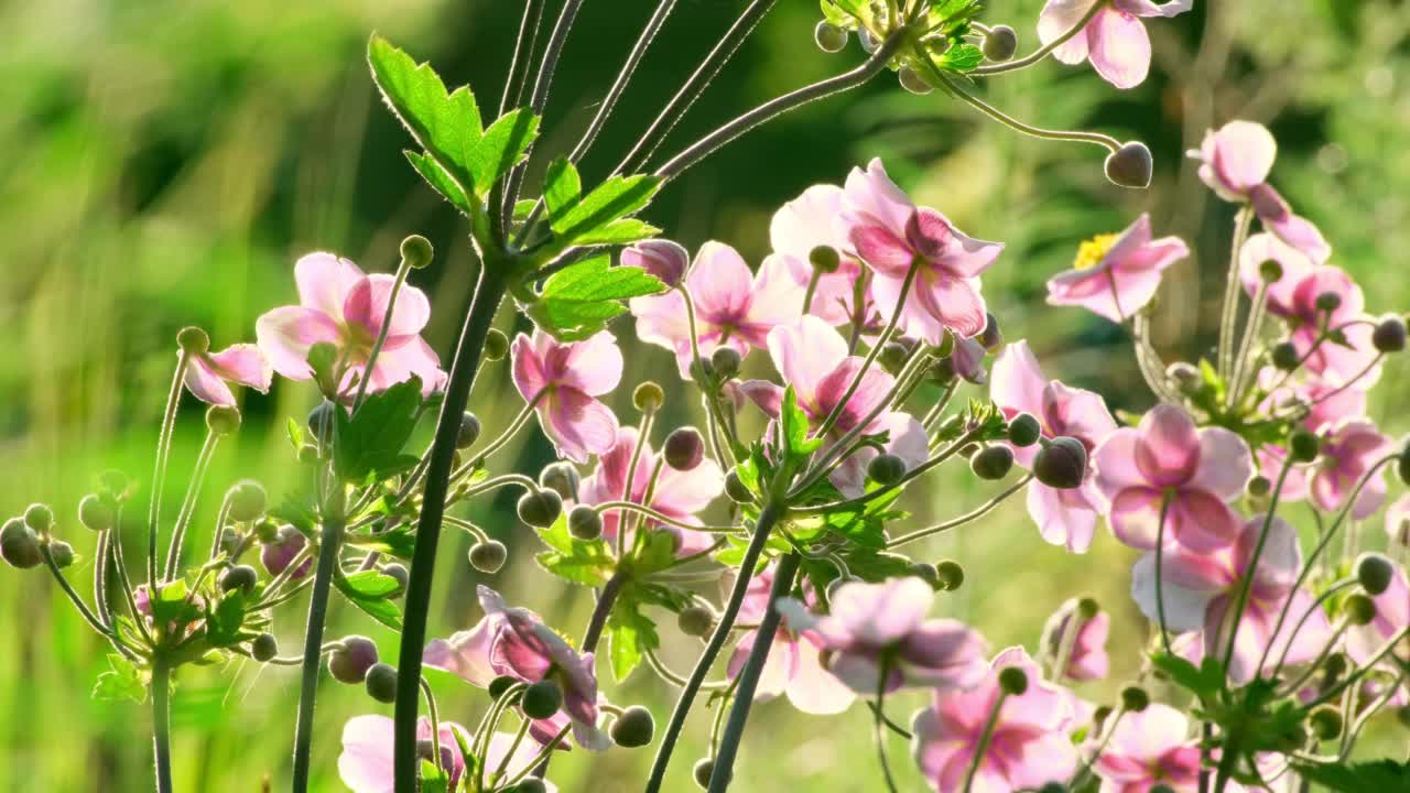 海葵粳稻。自然背景。粉红色的日本银莲花在户外阳光下盛开视频素材