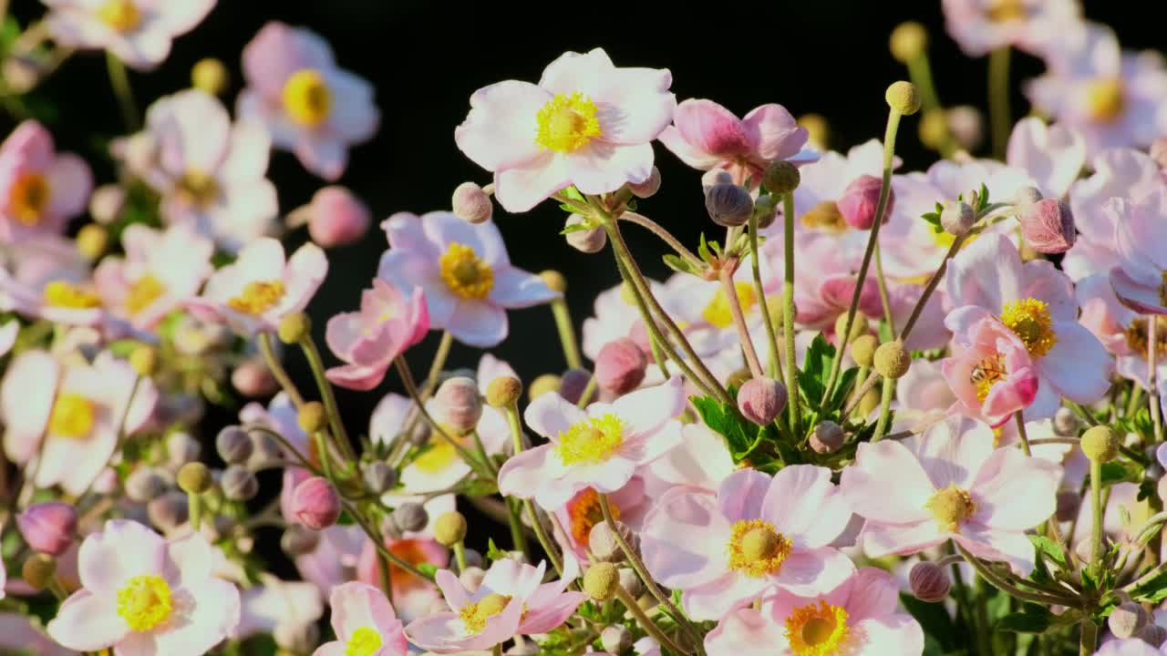 海葵粳稻。自然背景。粉红色的日本银莲花在户外阳光下盛开视频素材